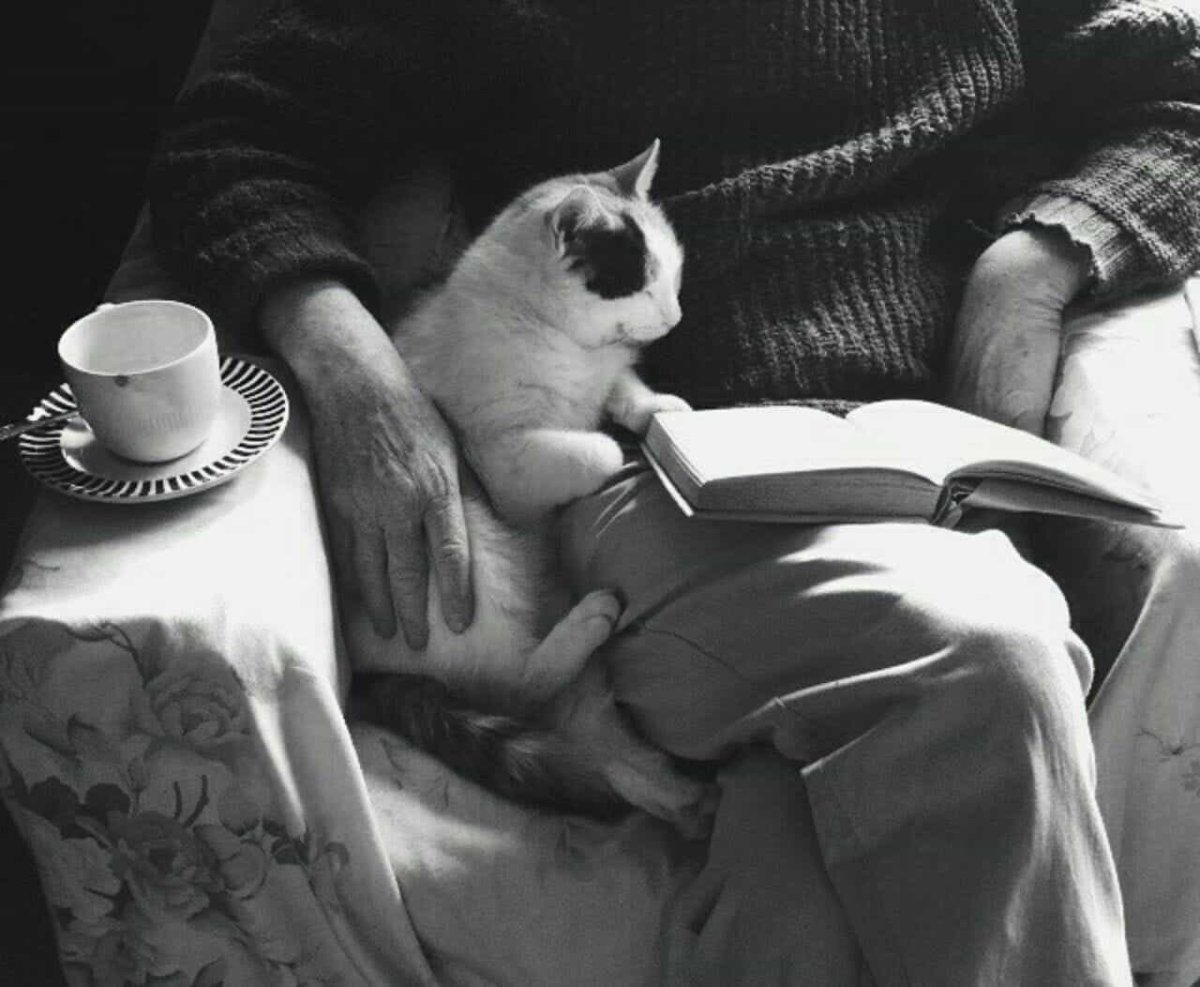 Котик на коленях уют