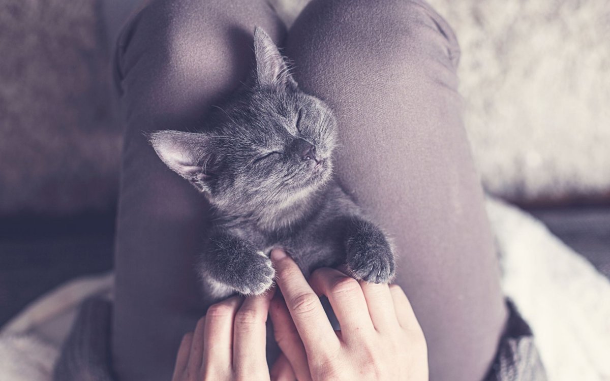 Кошка на руках