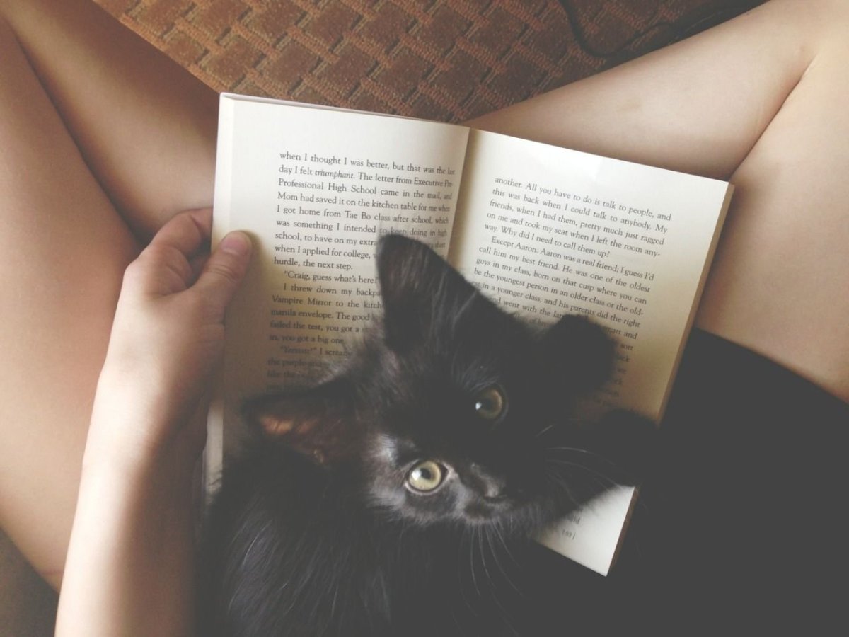 Котенок лежит на книге