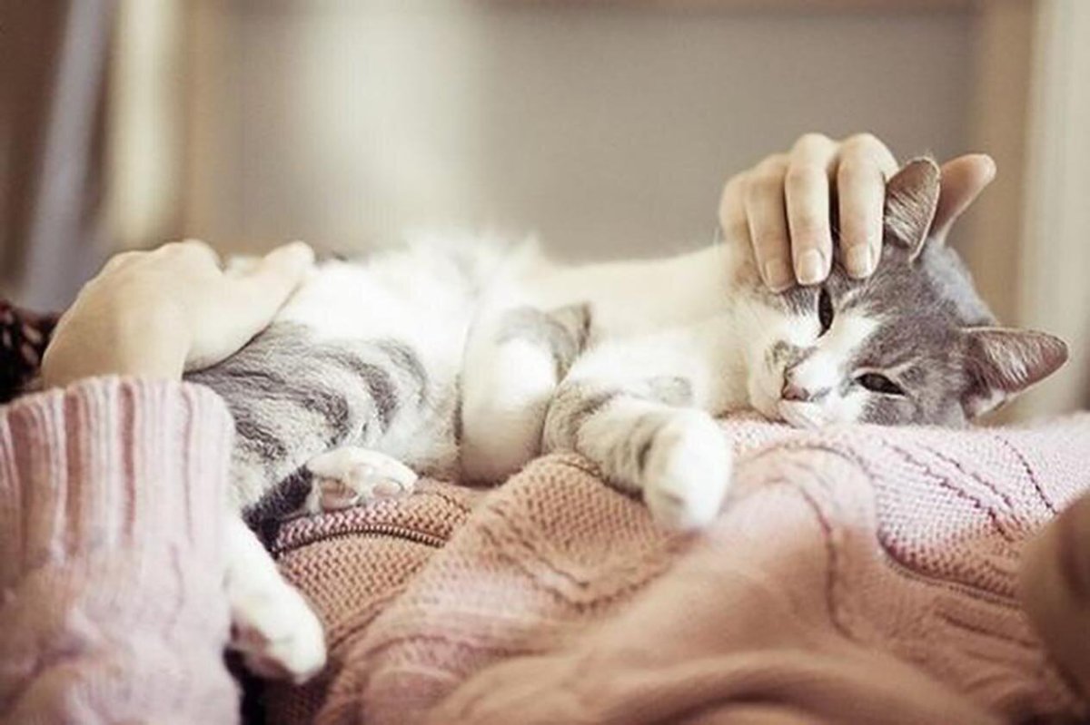 Кошка на руках