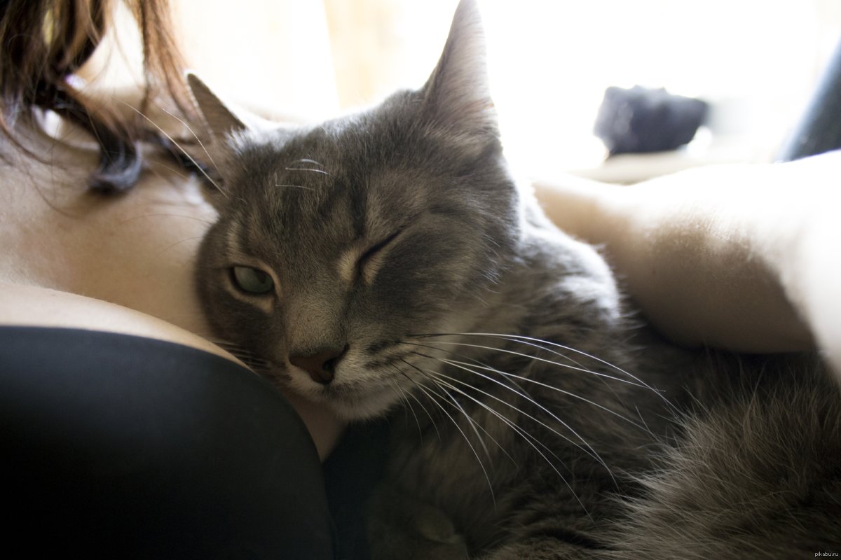 Кот на груди