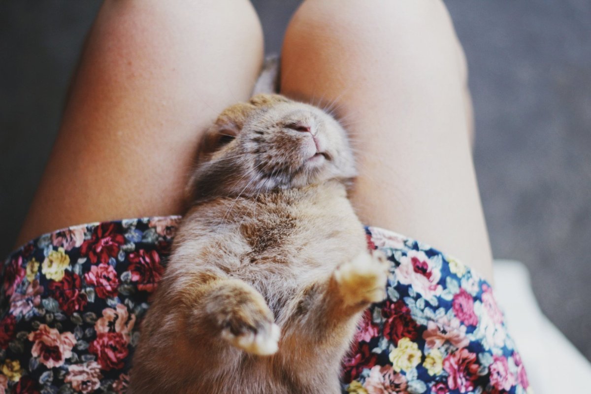 Котенок на коленях у девушки