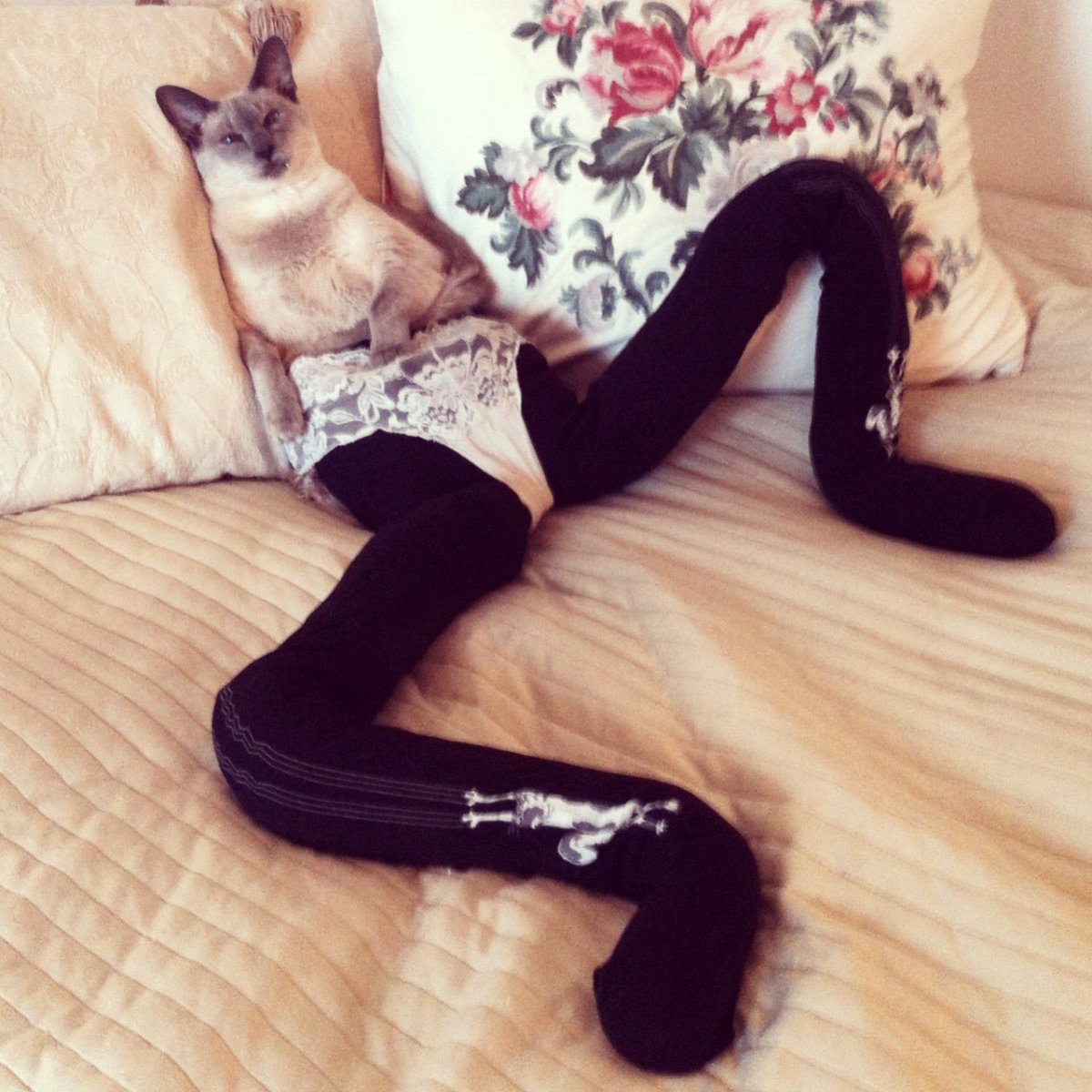 Коты в колготках