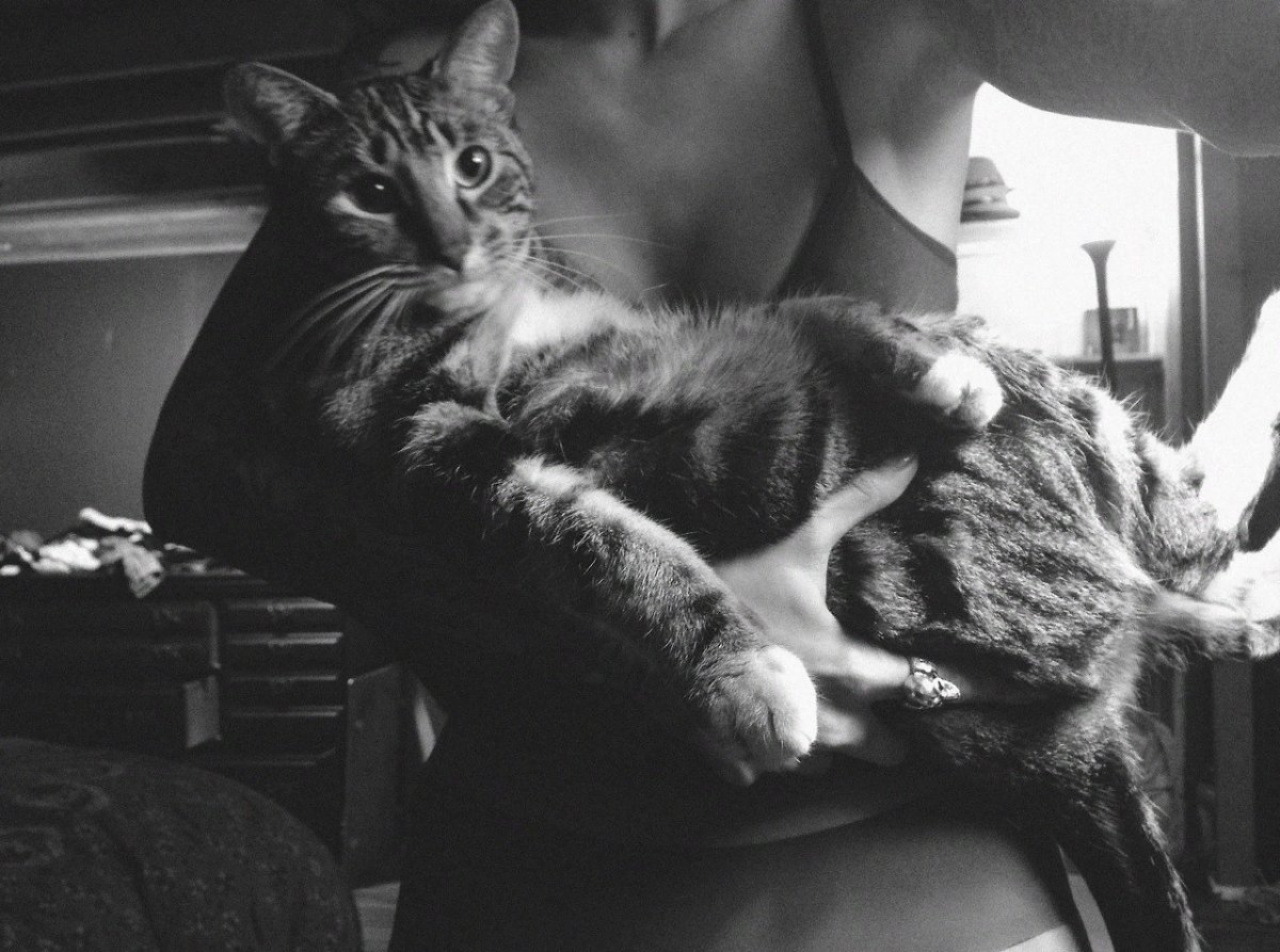 Кот лежит на руках