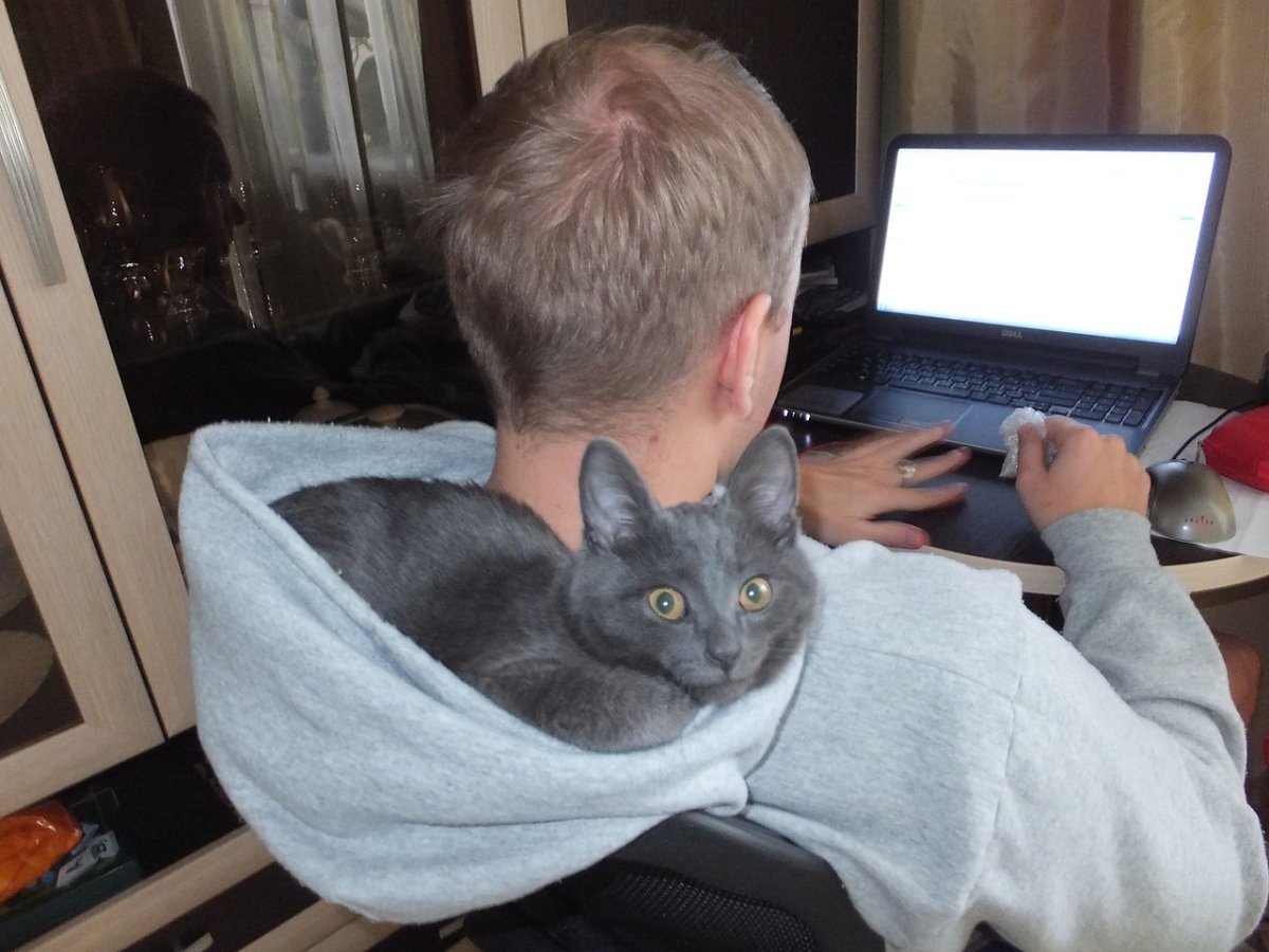 Кот сидит на голове