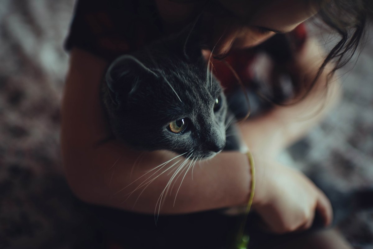 Девушка с котом на руках