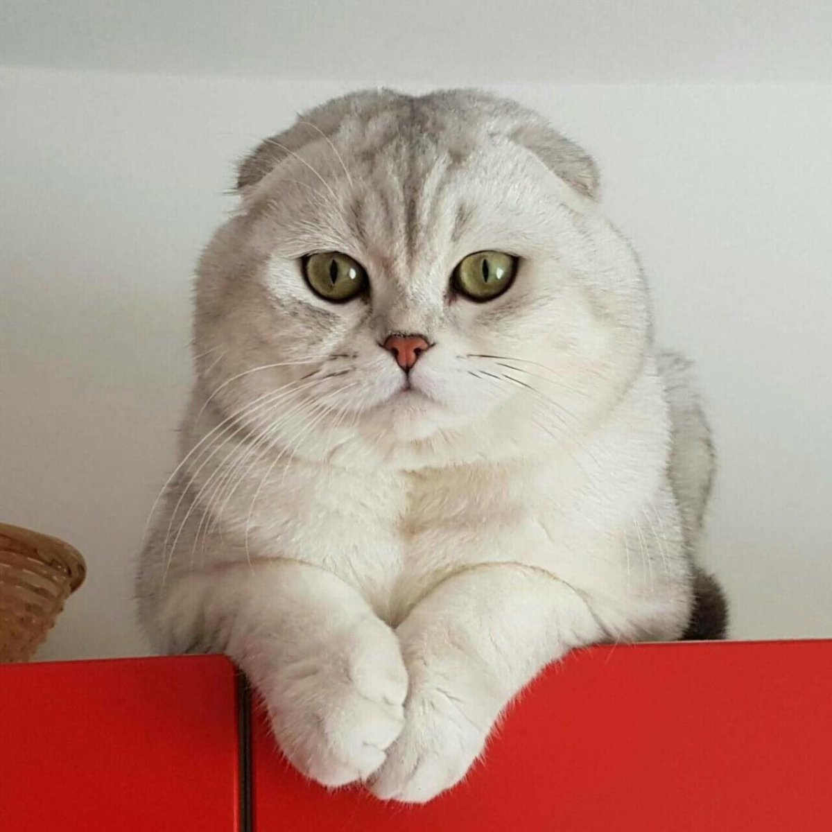 Британская шиншилла Пойнт