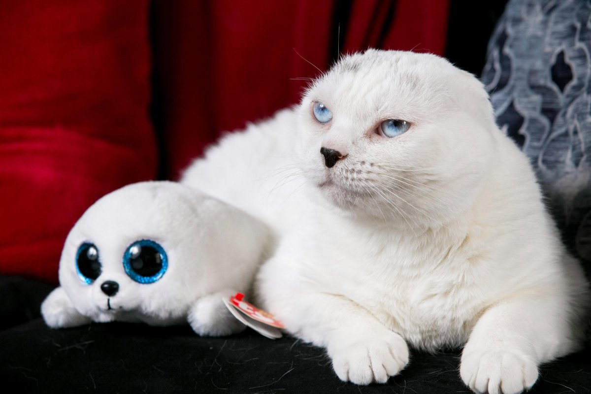 Бежевая Эстетика кот