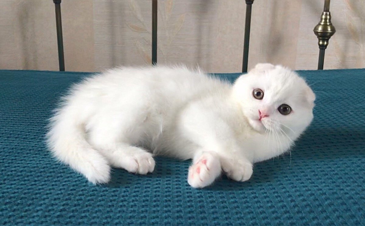 Шотландский скоттиш страйт белый