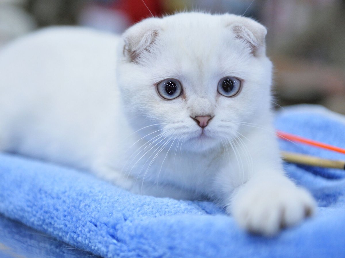 Скоттиш-фолд Шотландская вислоухая голубая