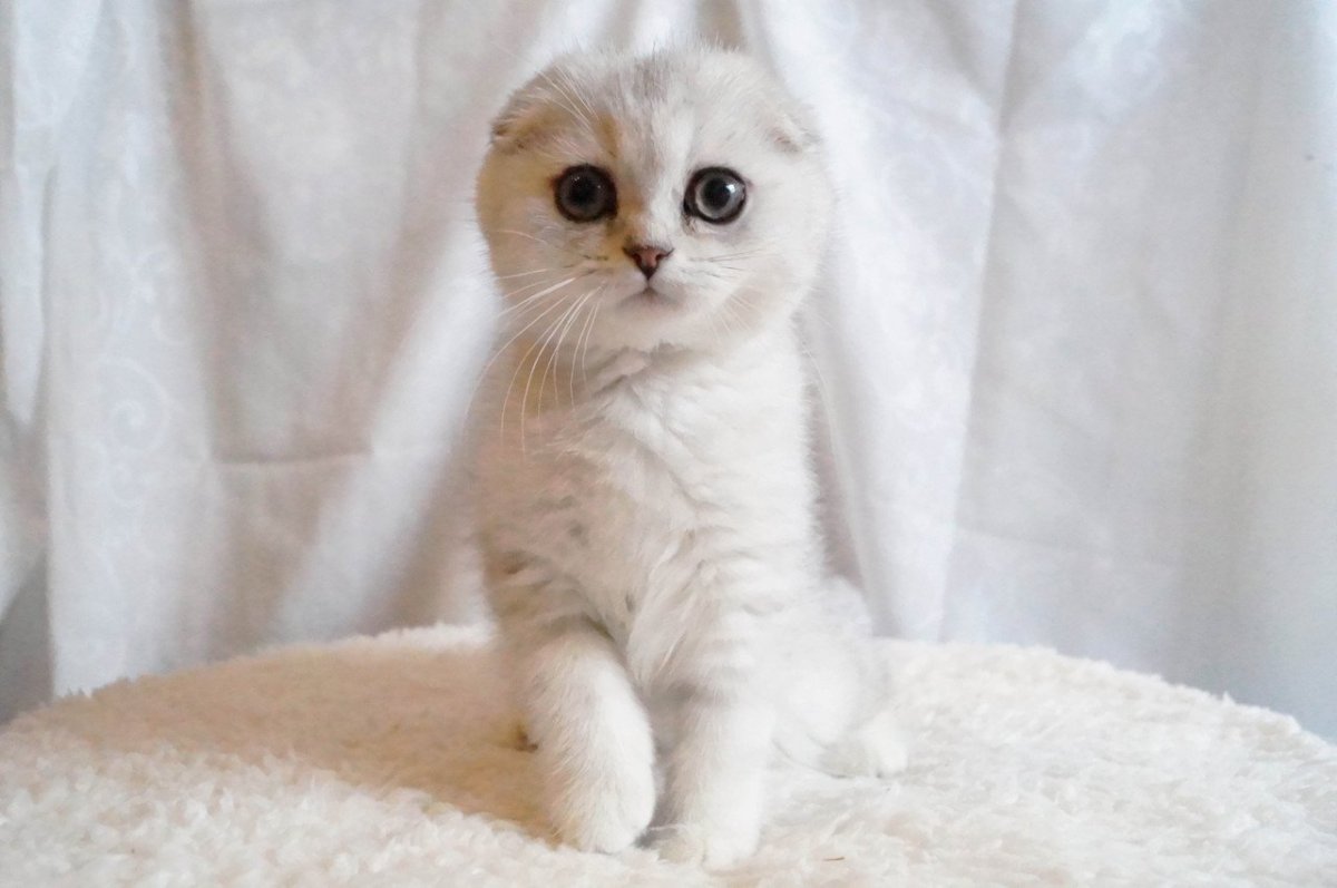 Шотландская вислоухая кошка белая с голубыми глазами