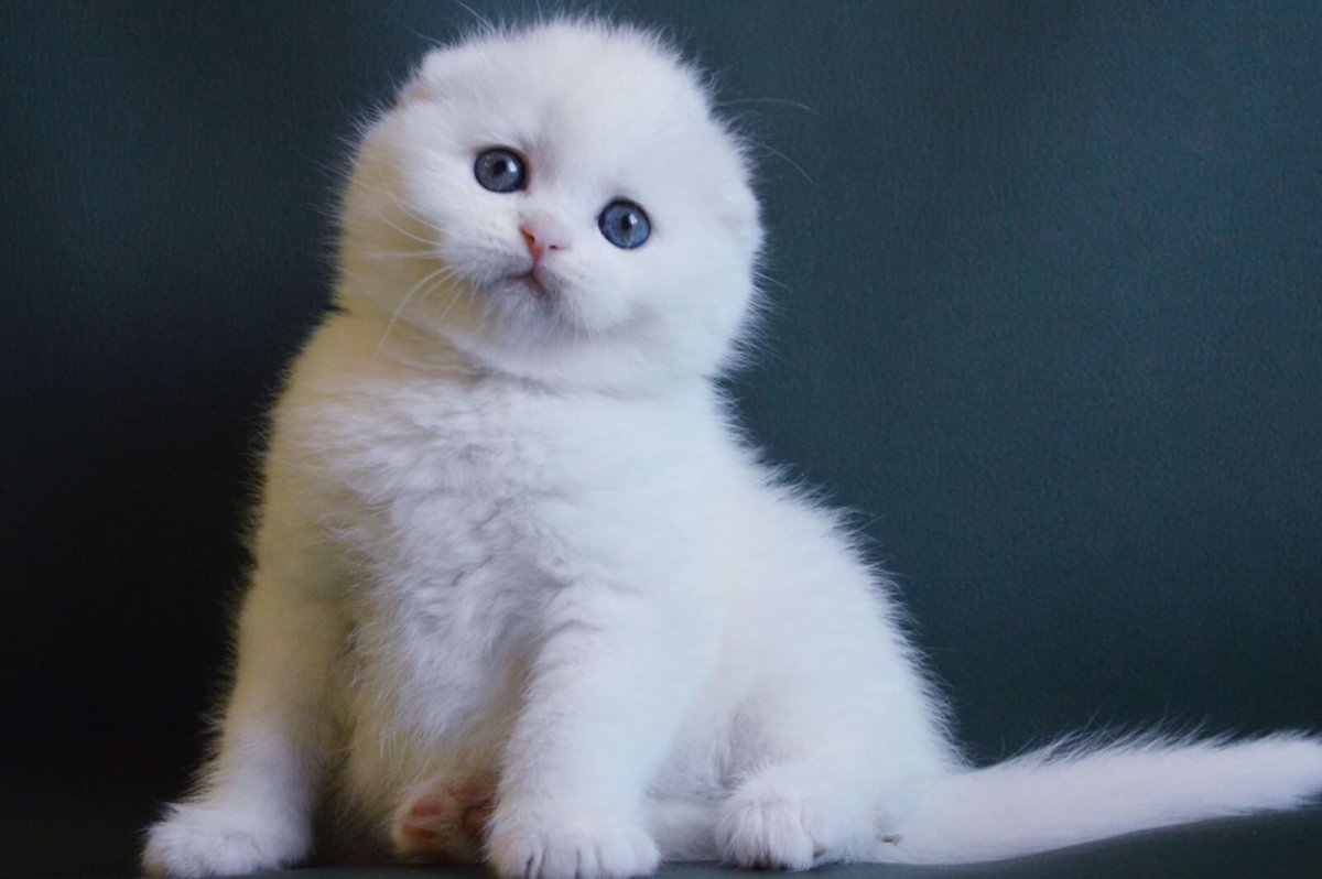 Скоттиш фолд белый