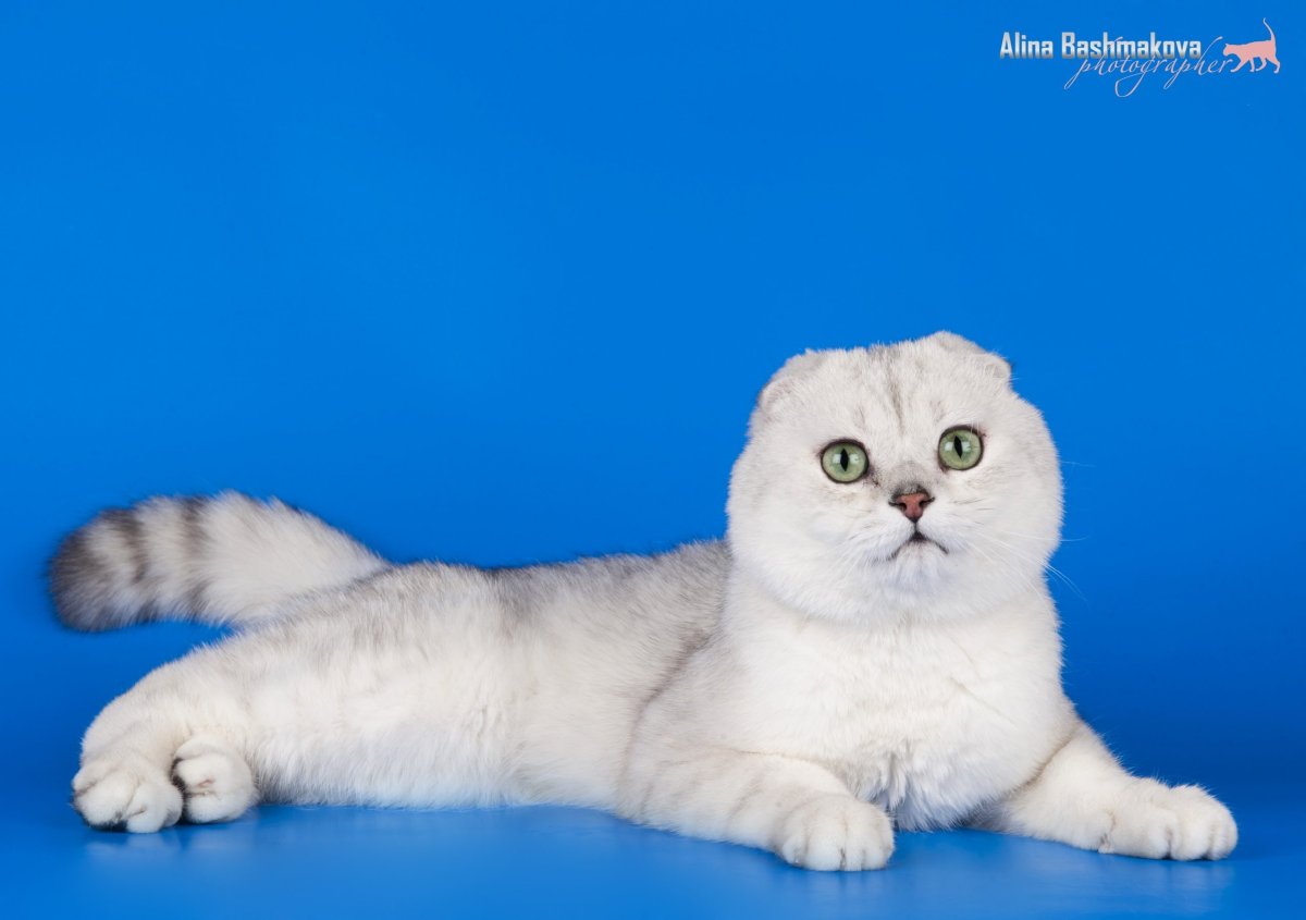 Кот с крестом на лбу