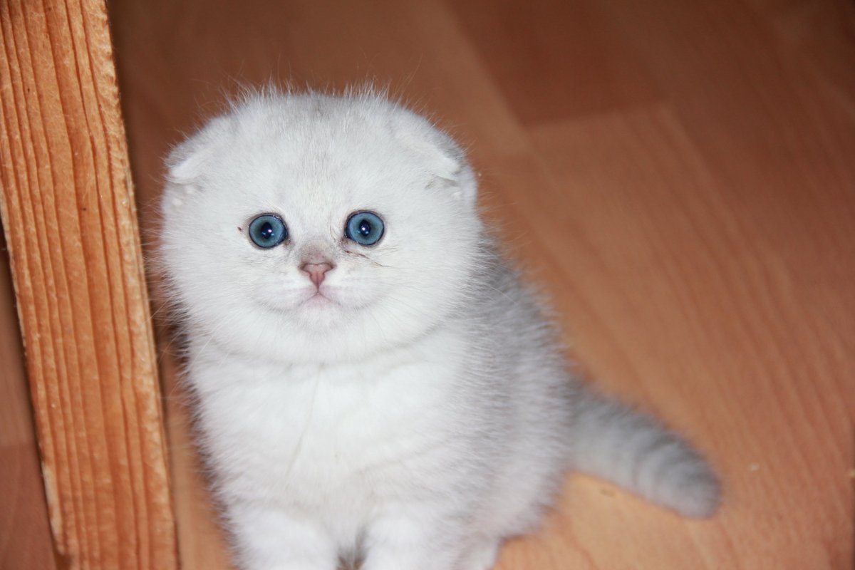 Шотландская вислоухая кошка