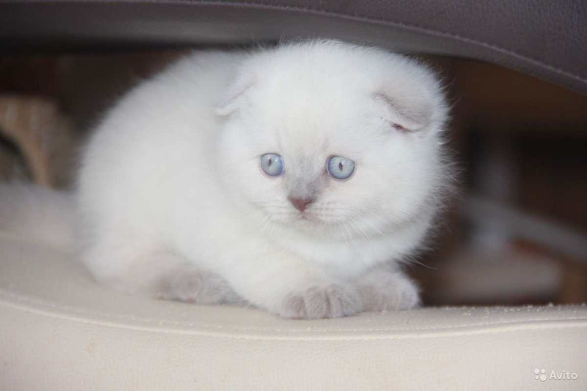 Шотландская вислоухая шиншилла