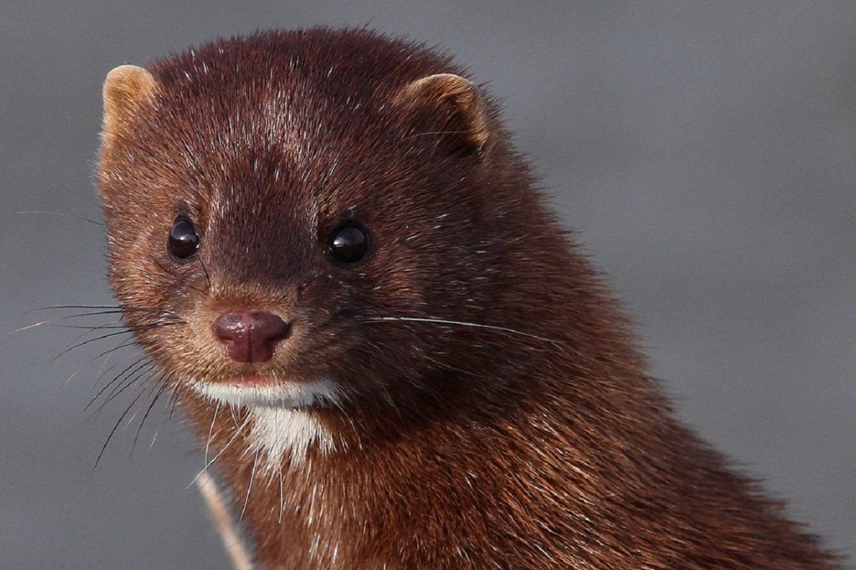 Европейская норка Mustela lutreola (Linnaeus, 1761)