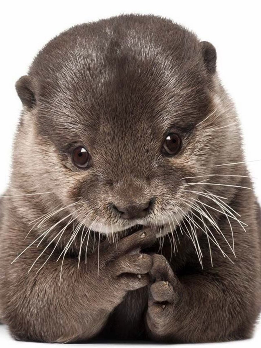 Норка малыш