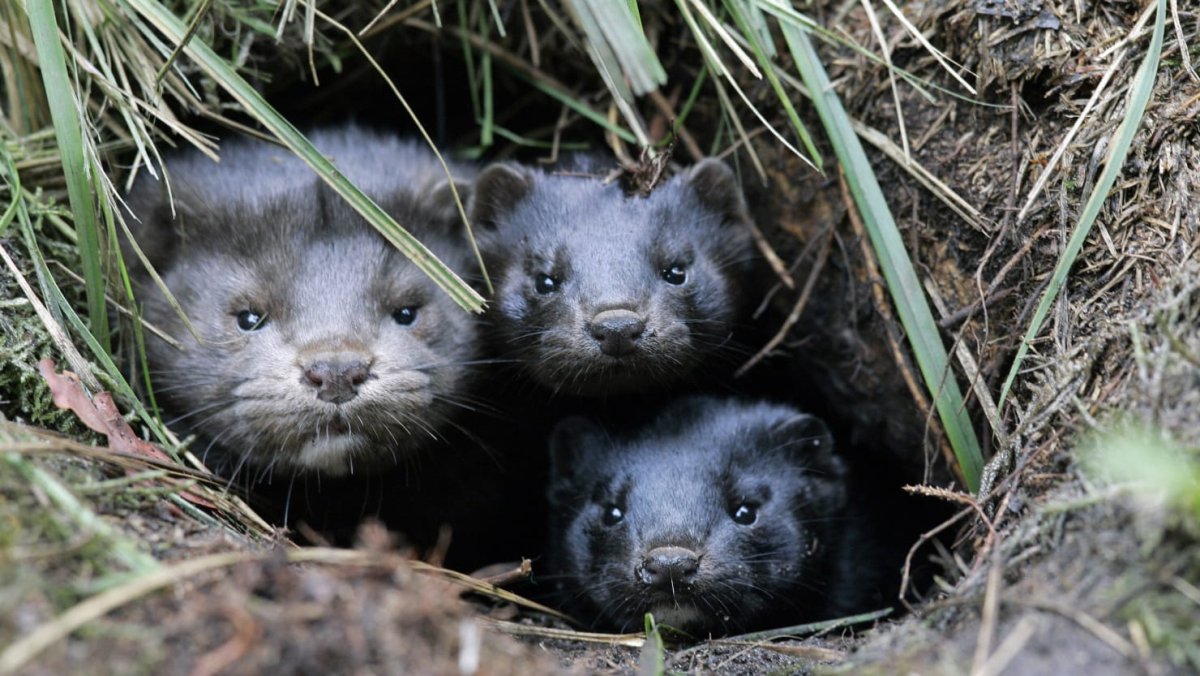 Американская норка у Норы