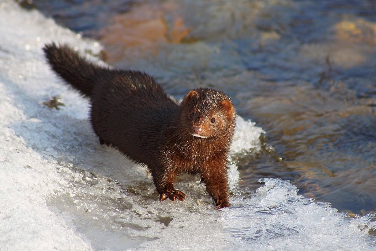 Выдра ондатра норка