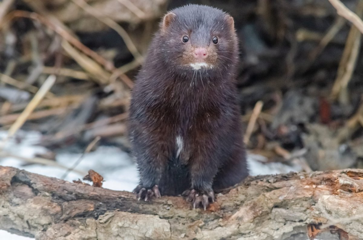 Выдренок Отто