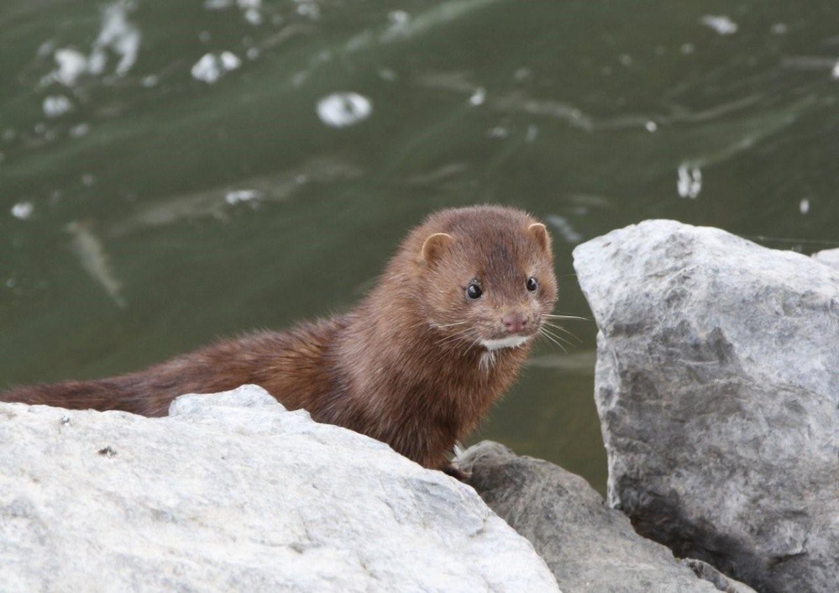 Европейская норка белая