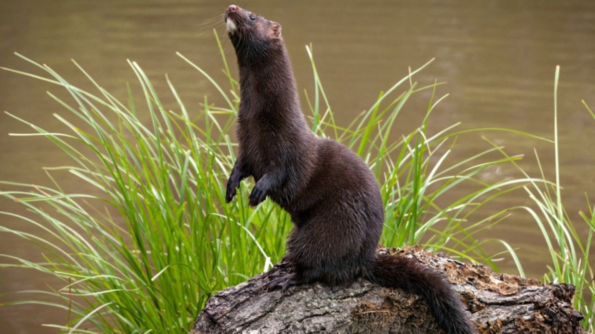 Норка животное Дикая среда обитания