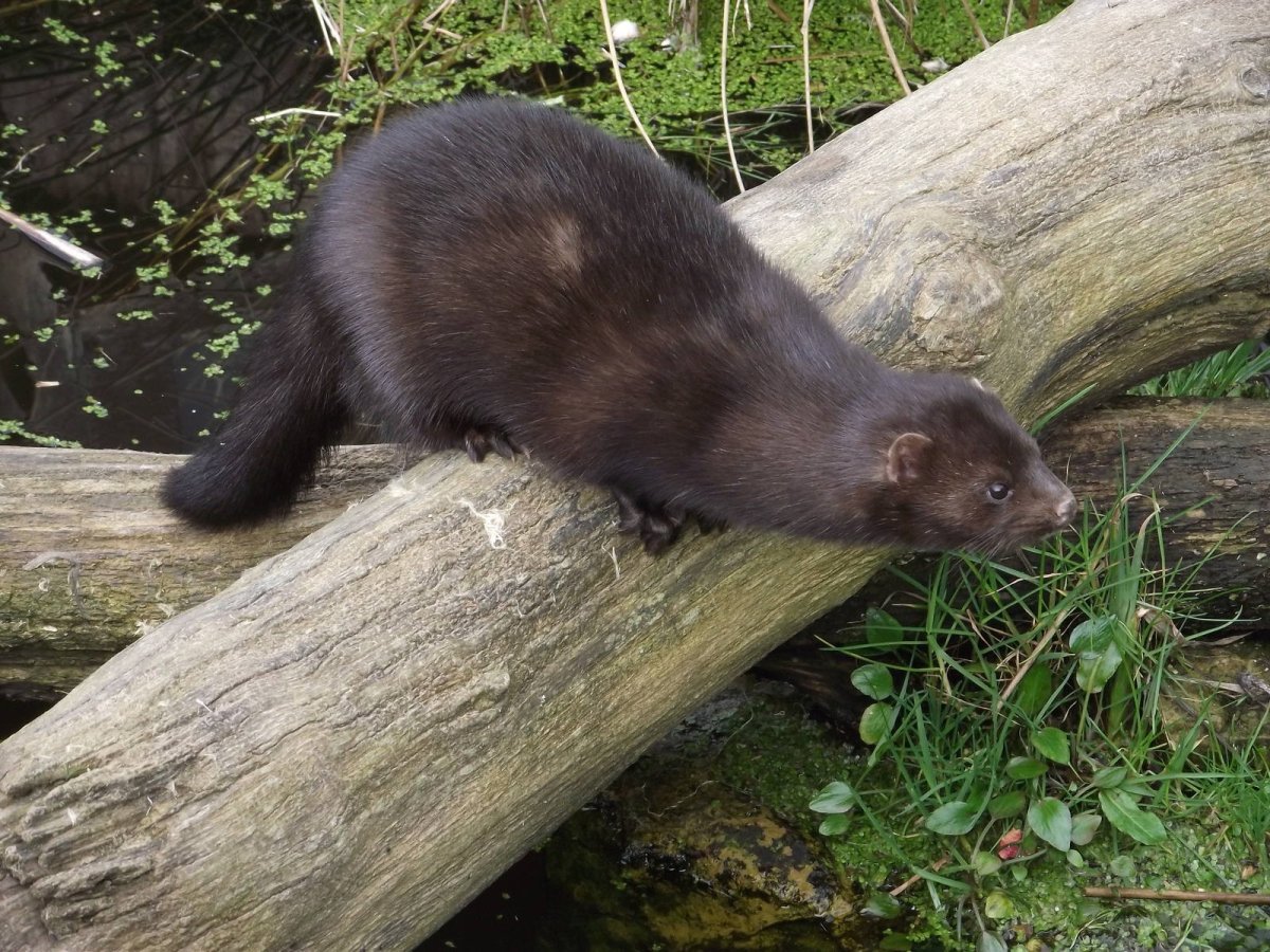 Норка американская (Neovison Vison)