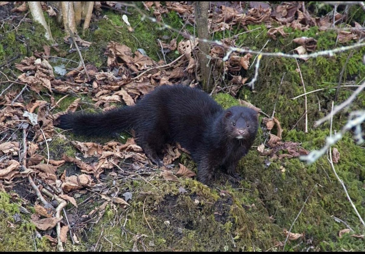 Норка Лесная черная