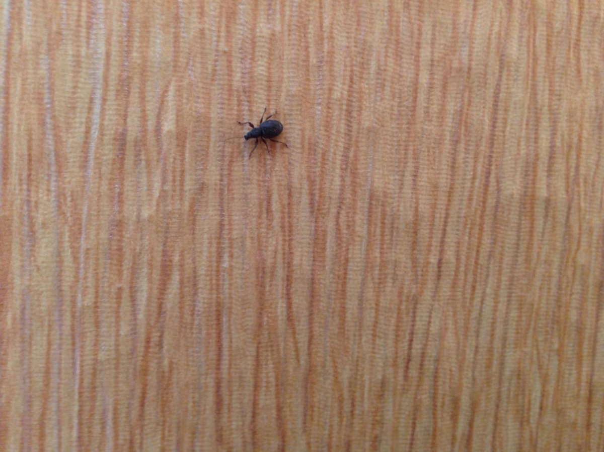 Жук черный хрущак