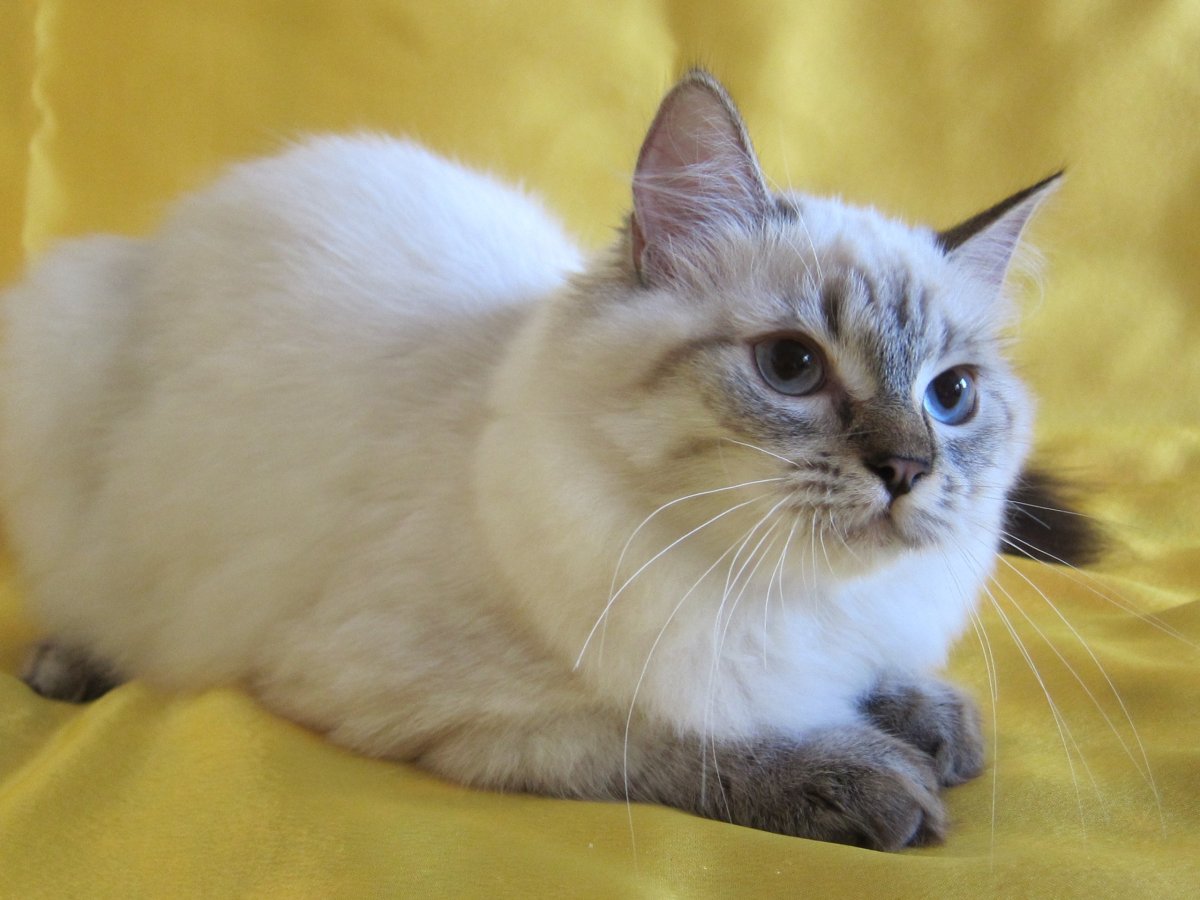 Сил тебби Пойнт тайская