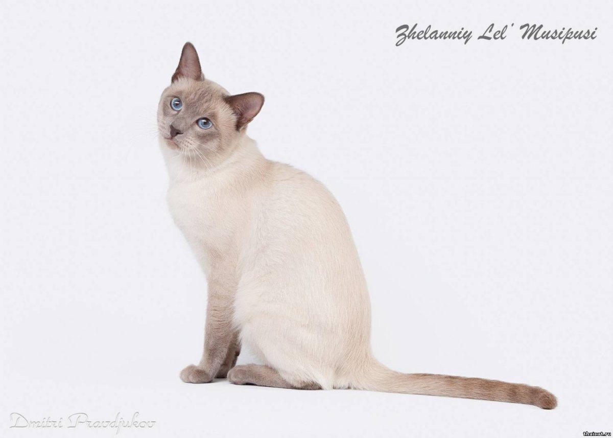 Тайская кошка лиловый Пойнт