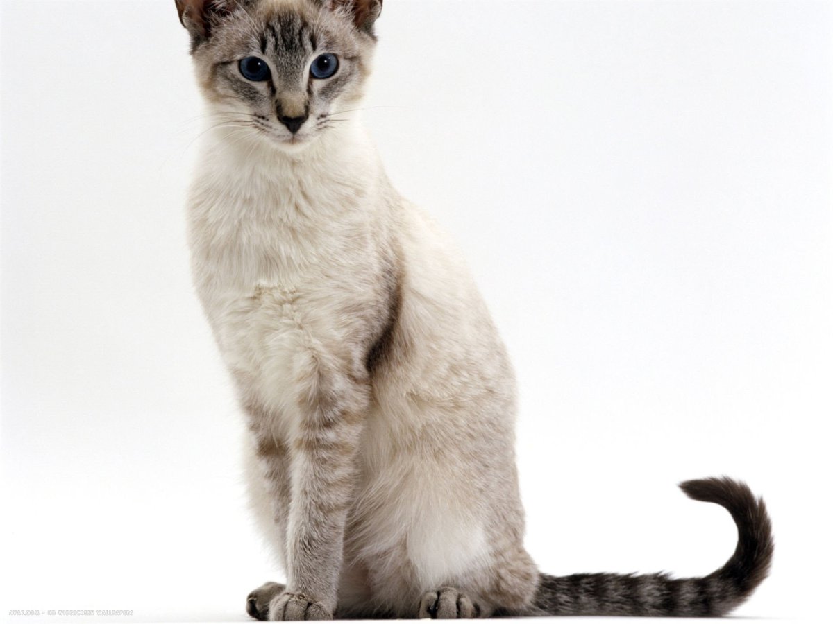 Тайская порода кошек табби