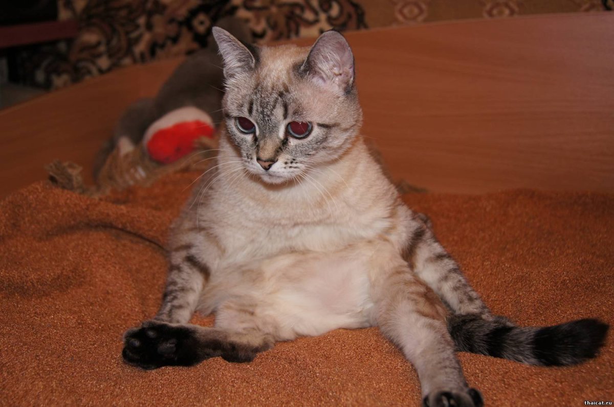 Тебби Пойнт тайская кошка
