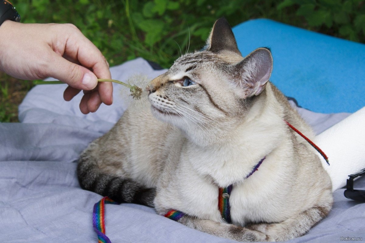 Кошка мини тайская тебби