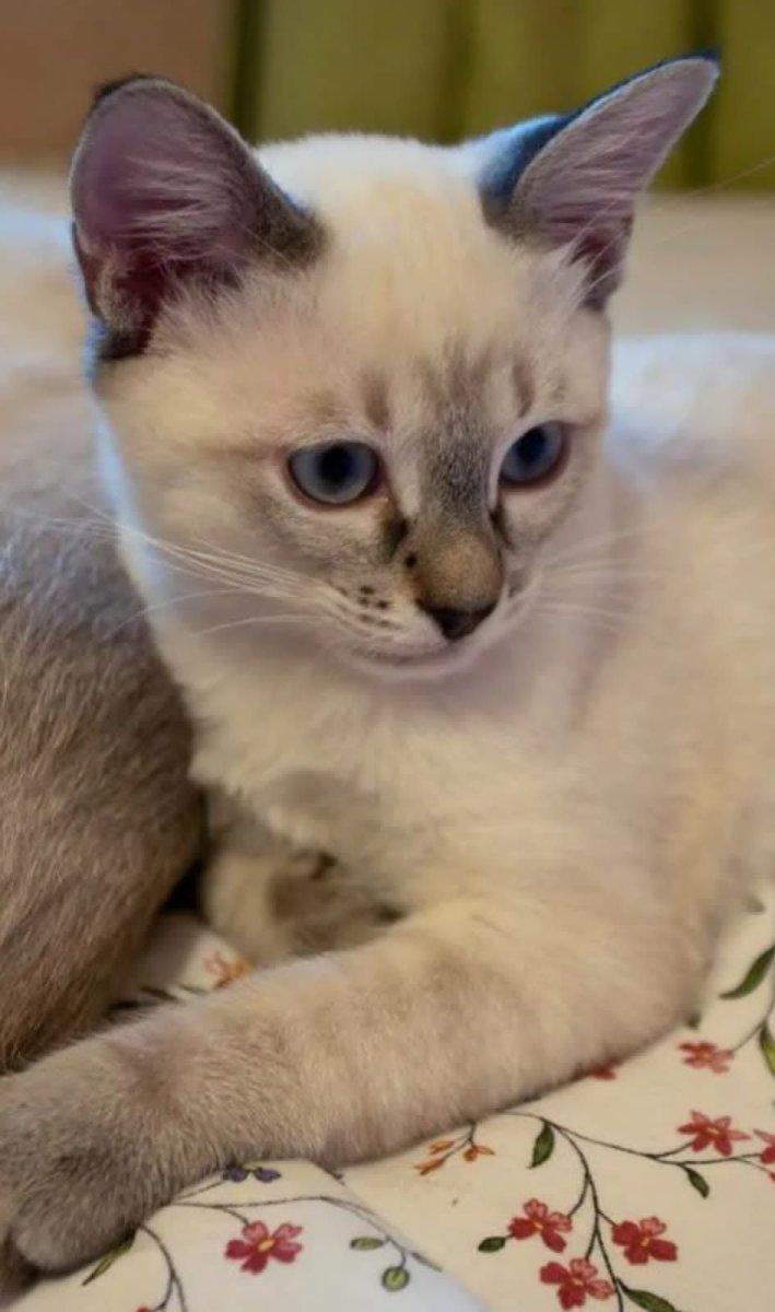 Тайский кот сил тебби Пойнт