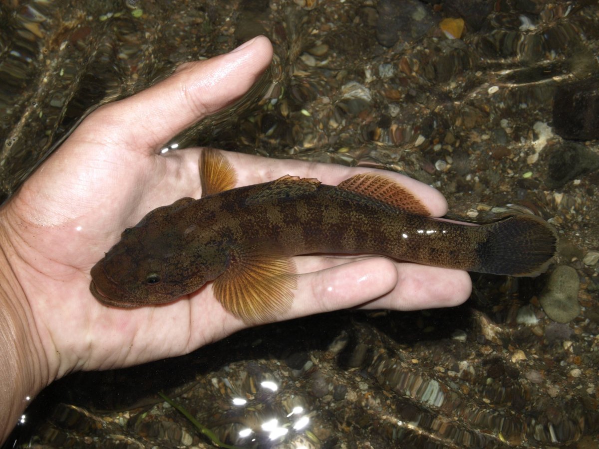 Бычок ротан