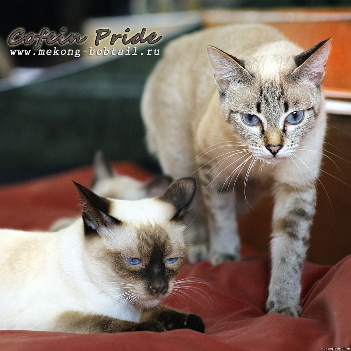 Меконгский бобтейл табби Пойнт