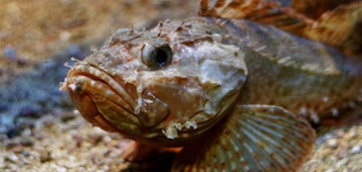 Обыкновенный подкаменщик (COTTUS gobio)