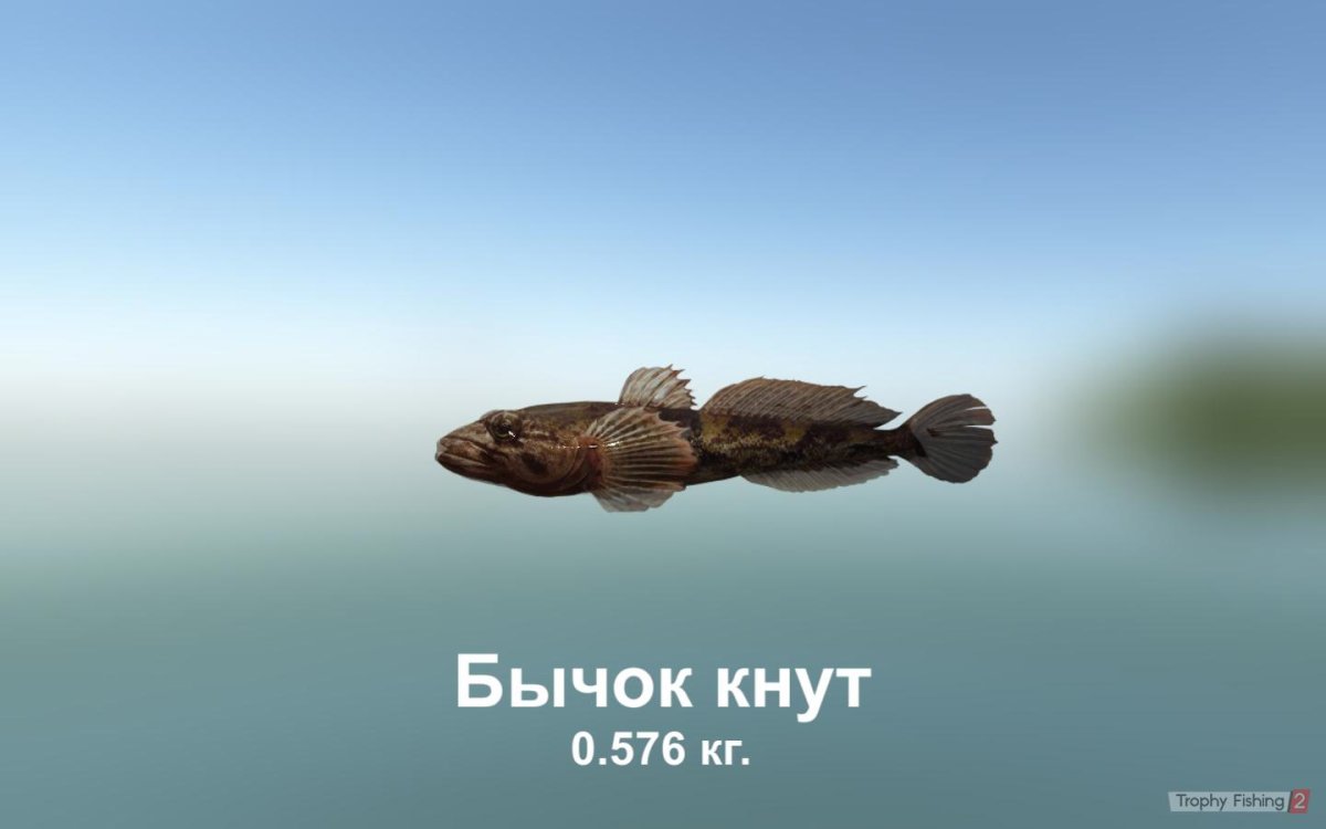 Бычок подкаменщик Сибирский