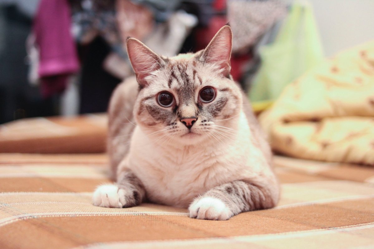 Алиса тебби в чате