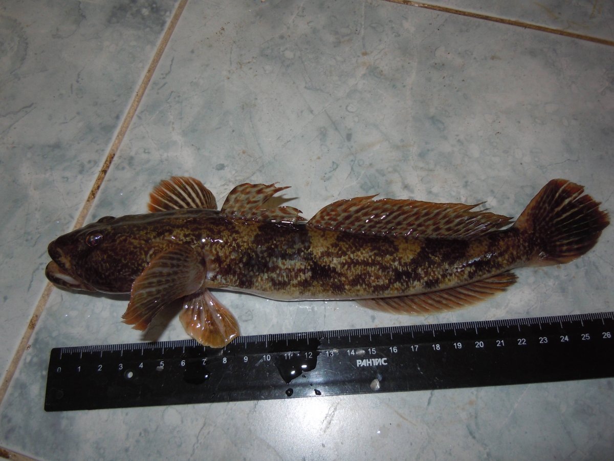 Бычок-кнут мартовик