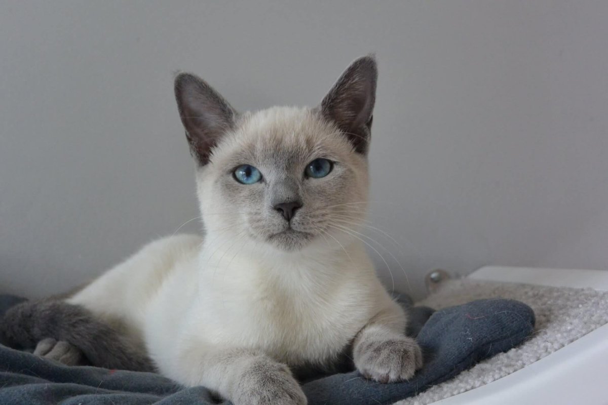 Тайский колор Пойнт