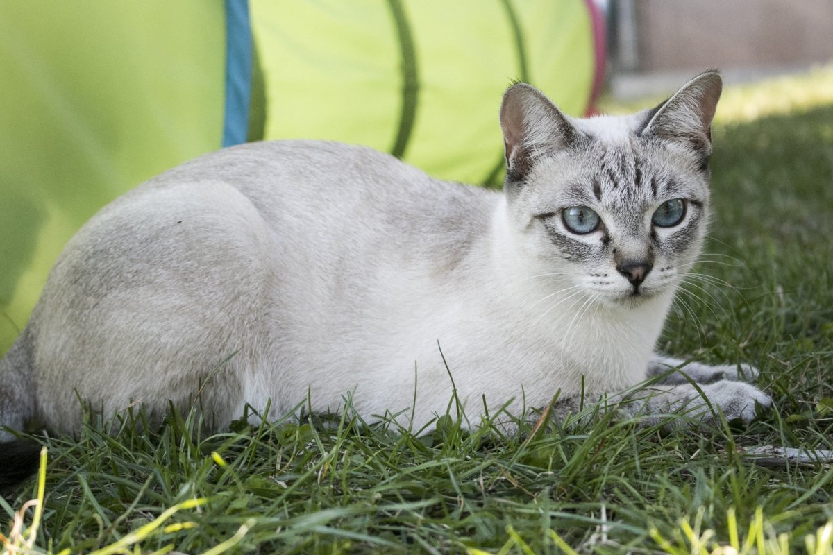 Тайская кошка табби Пойнт