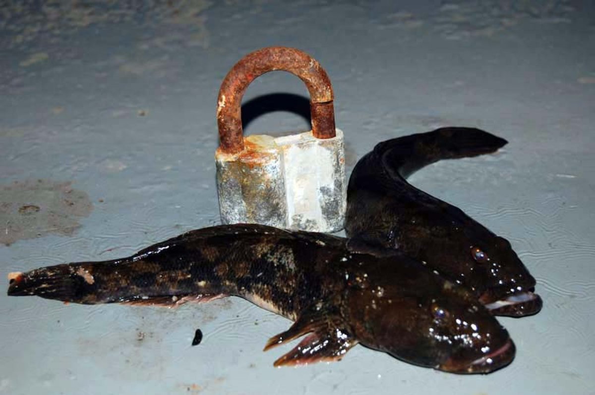 Рыба бычок Охотское море