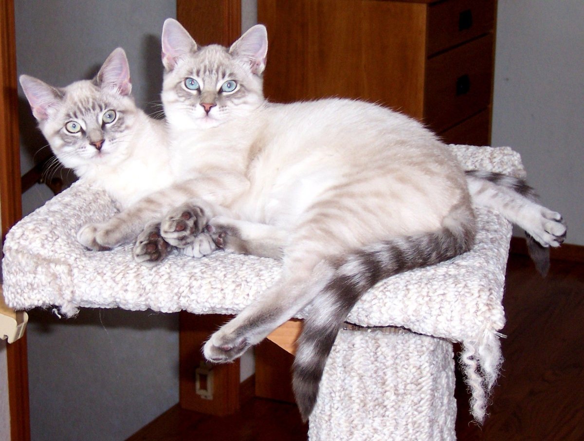 Тебби-линк Пойнт тайская кошка