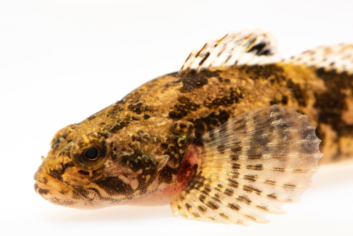 Морской бычок Дальневосточный