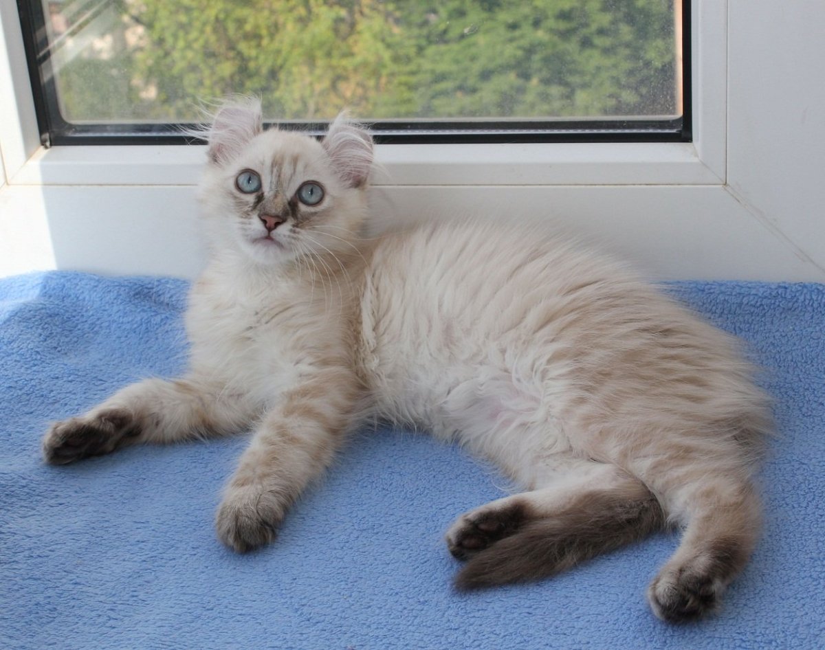 Тайская кошка колор Пойнт табби