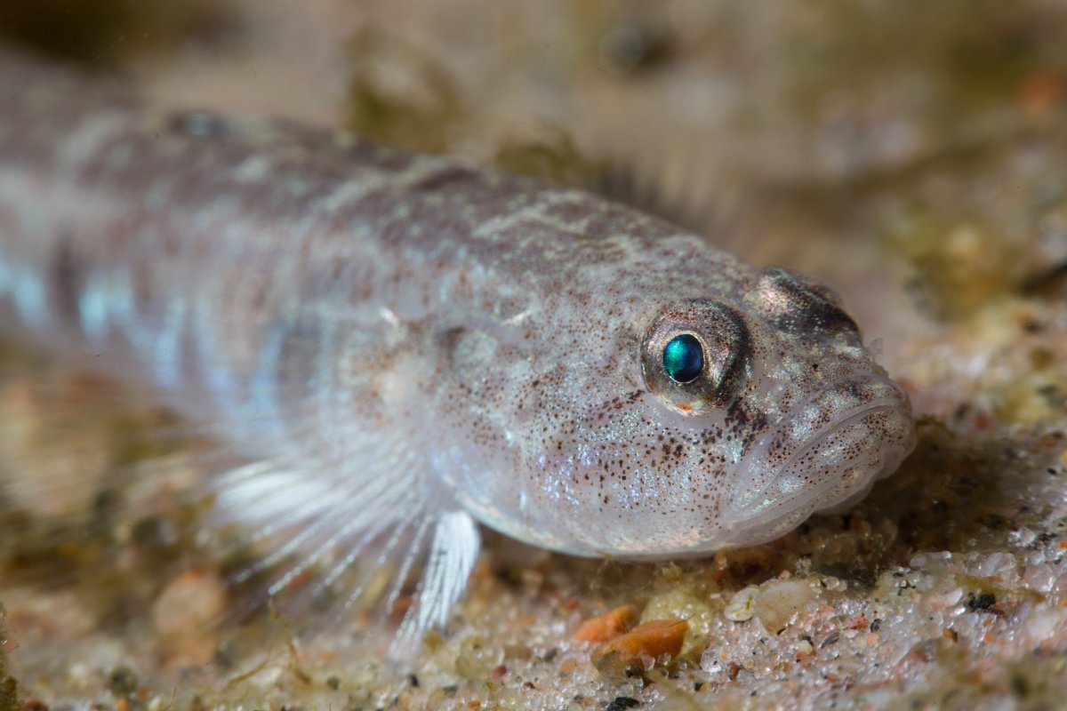 Широколобка Байкальская