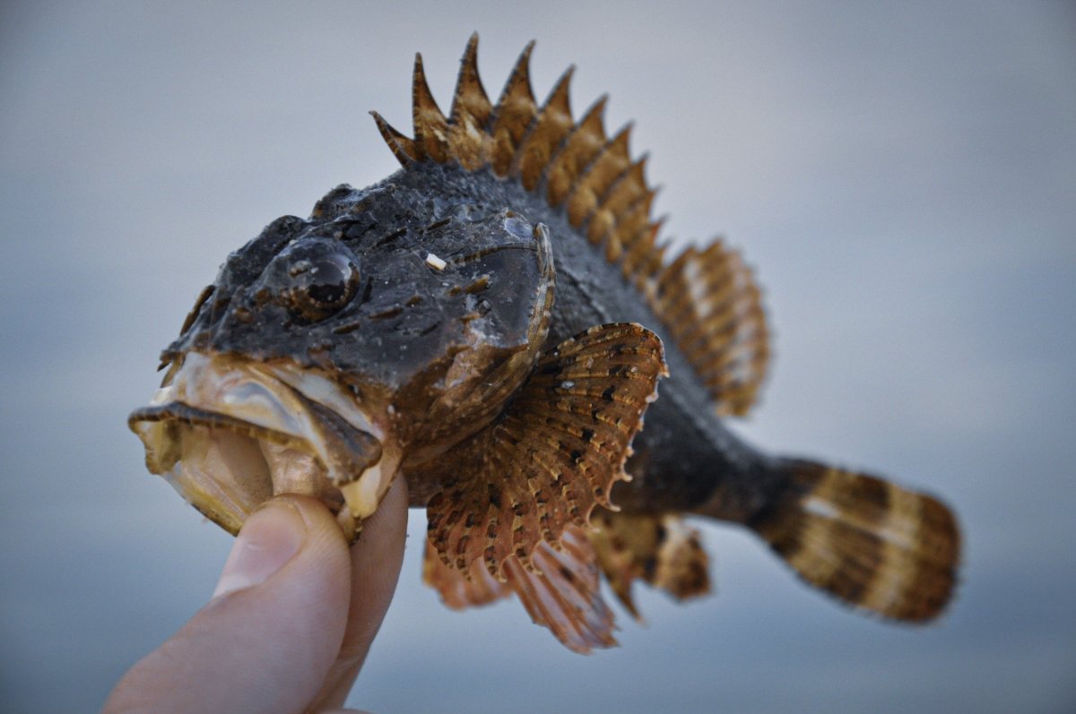 Подкаменщик Сибирский рыба