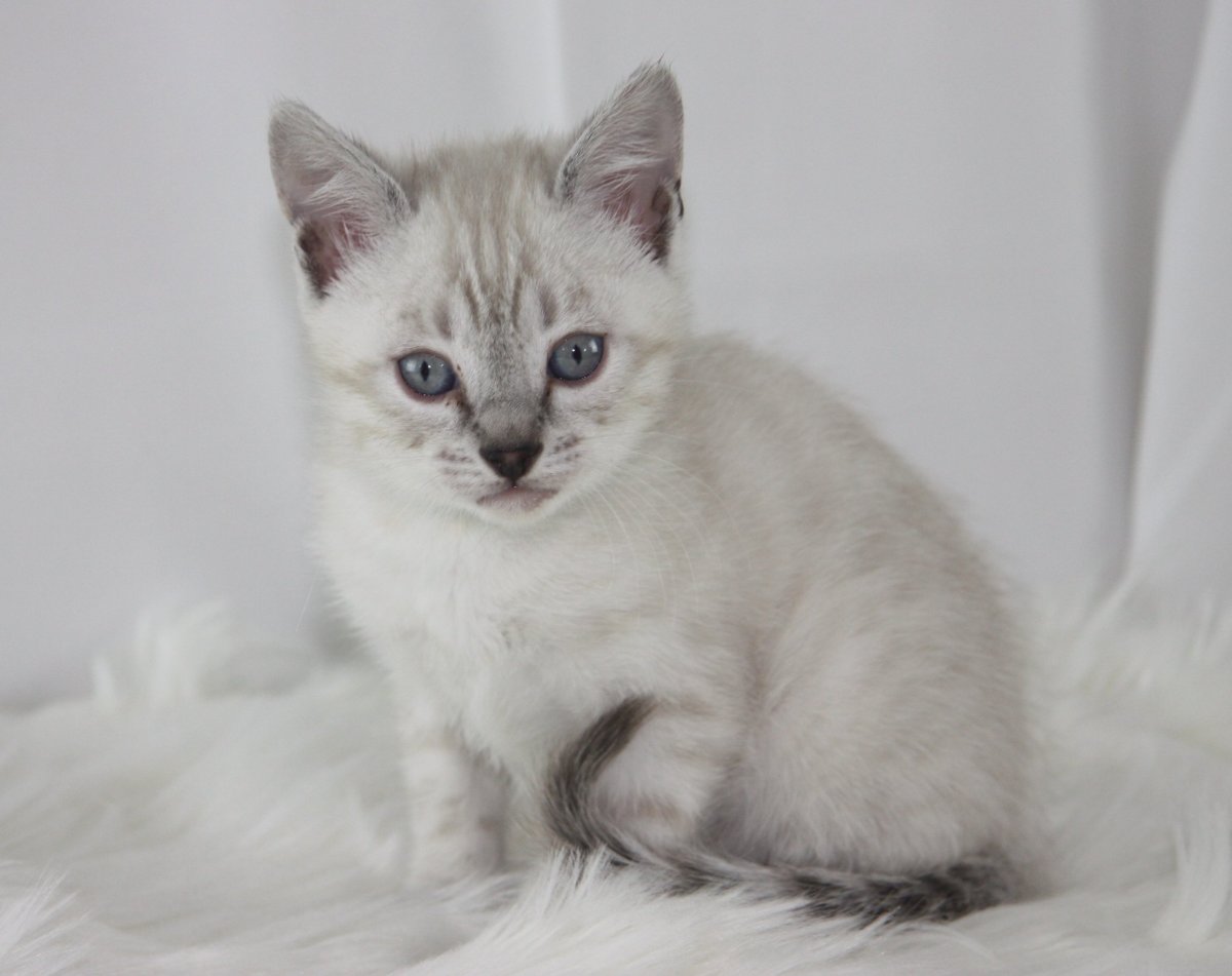 Линкс Пойнт сиамские